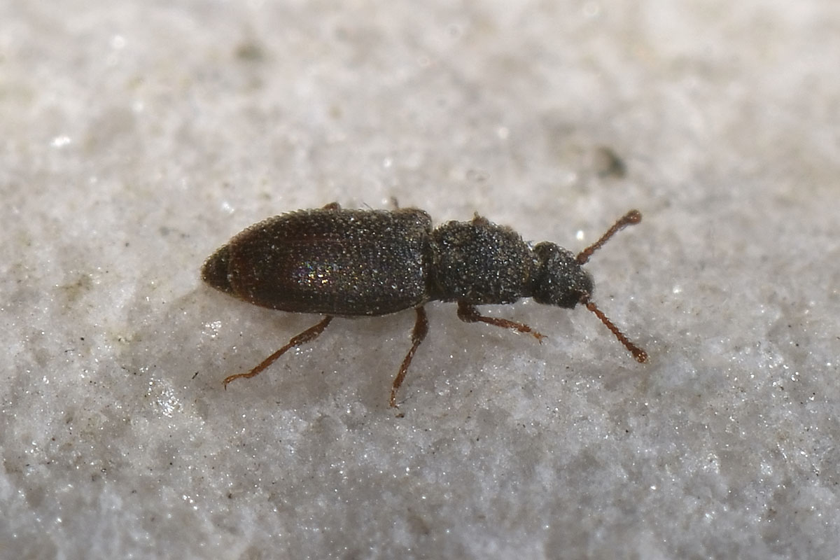 Monotoma sp. - Monotomidae